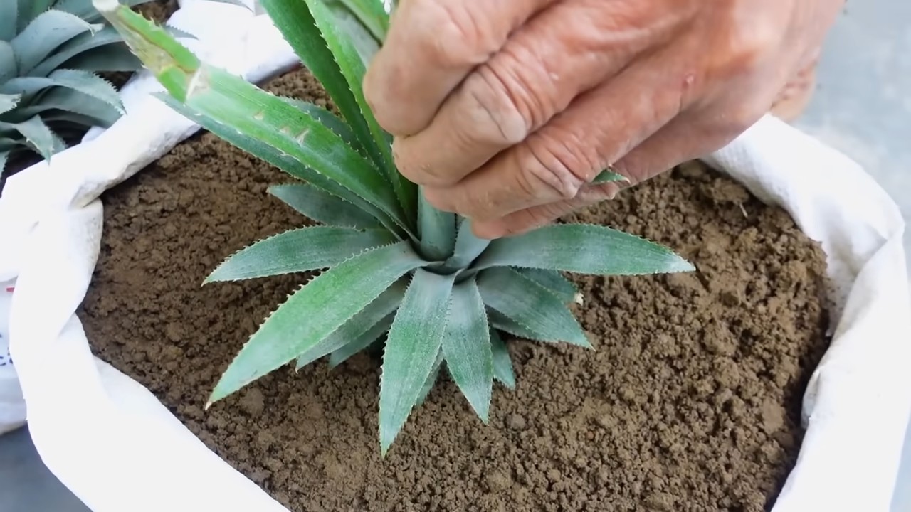 Grow Pineapples at Home