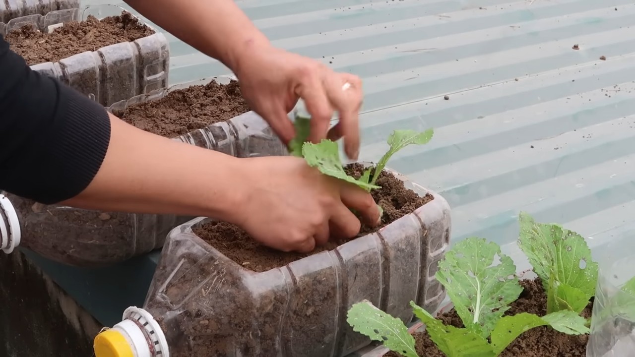 Home veggie garden