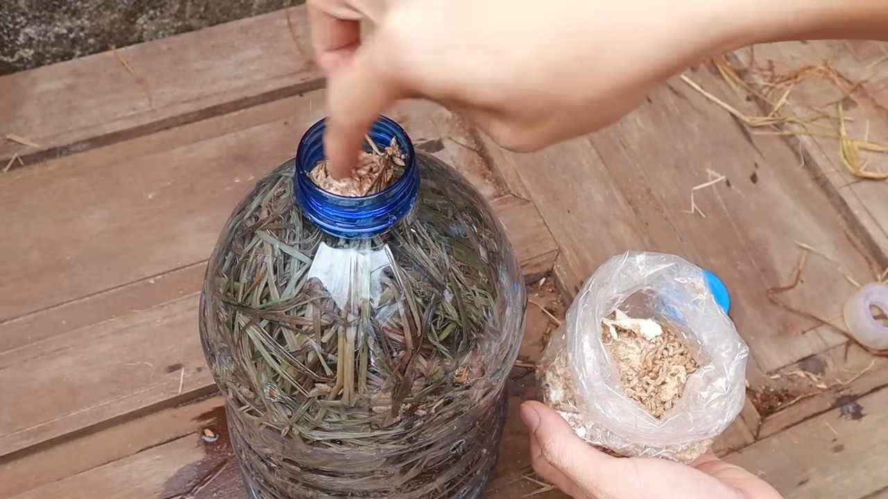 Grow mushrooms at home