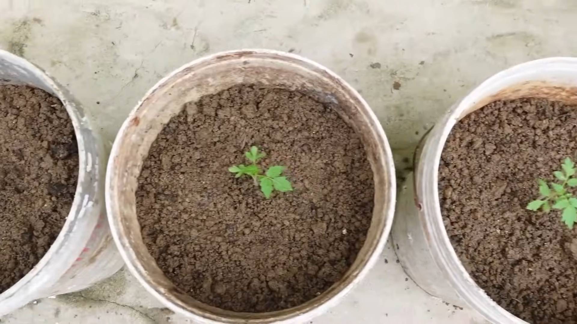 Growing grape tomatoes easily