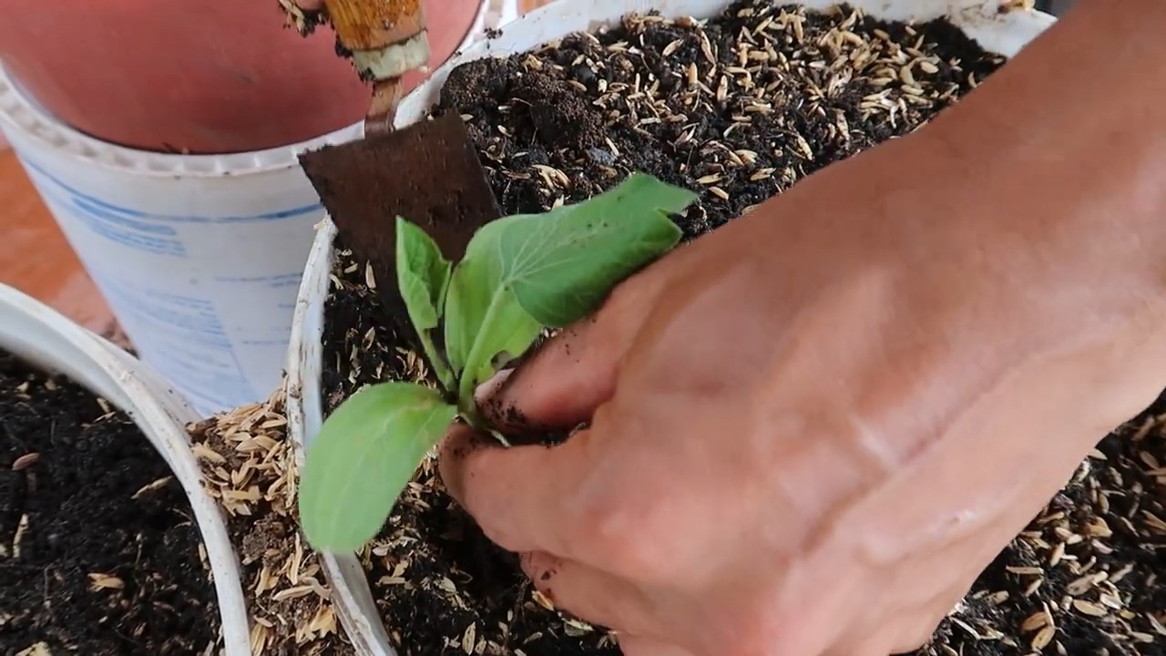 Growing gourds at home