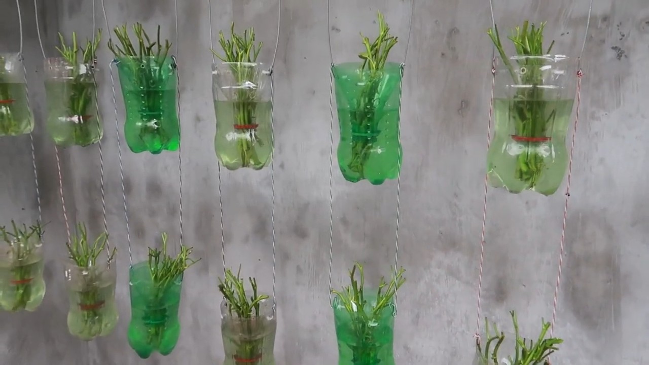 Growing Spinach in Plastic Bottles