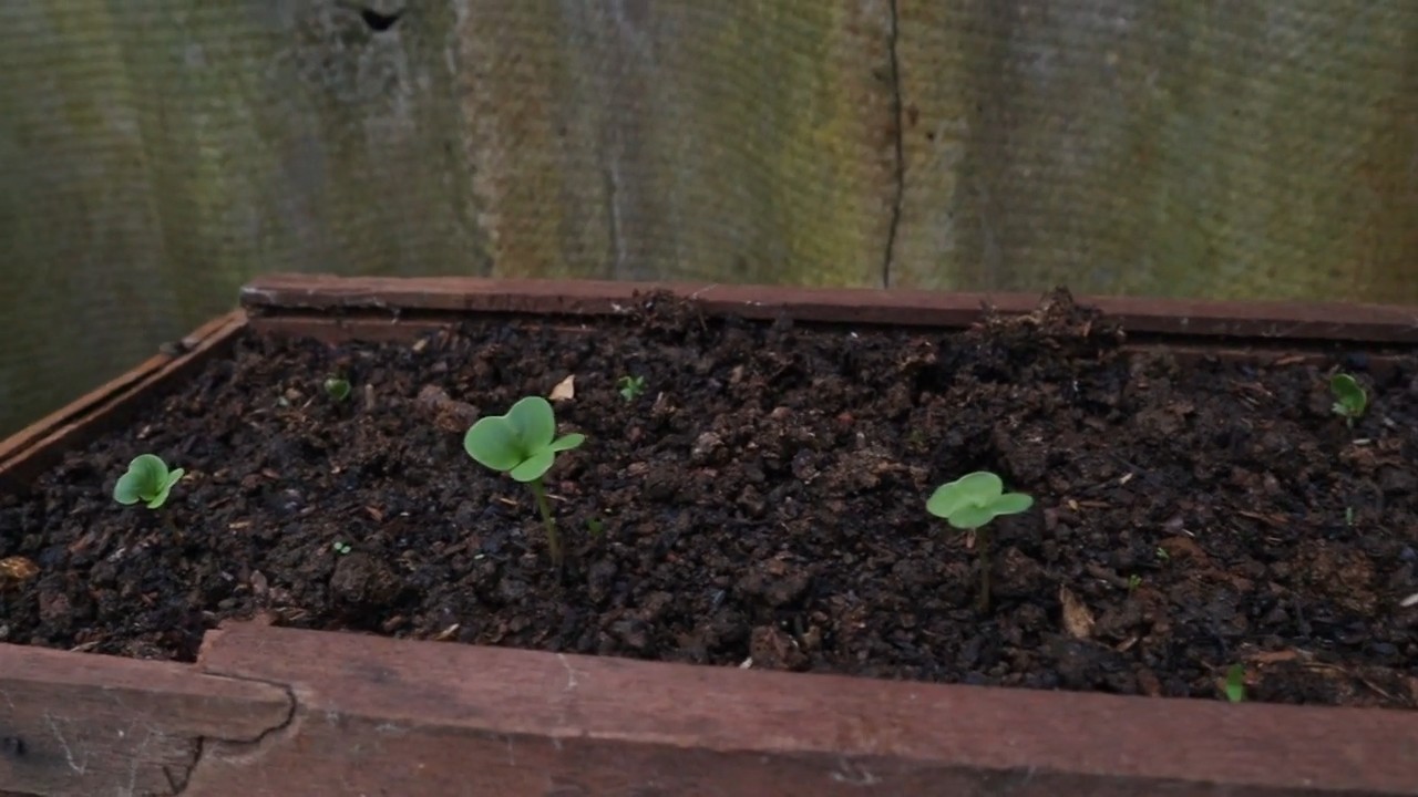 Grow Radish At Home