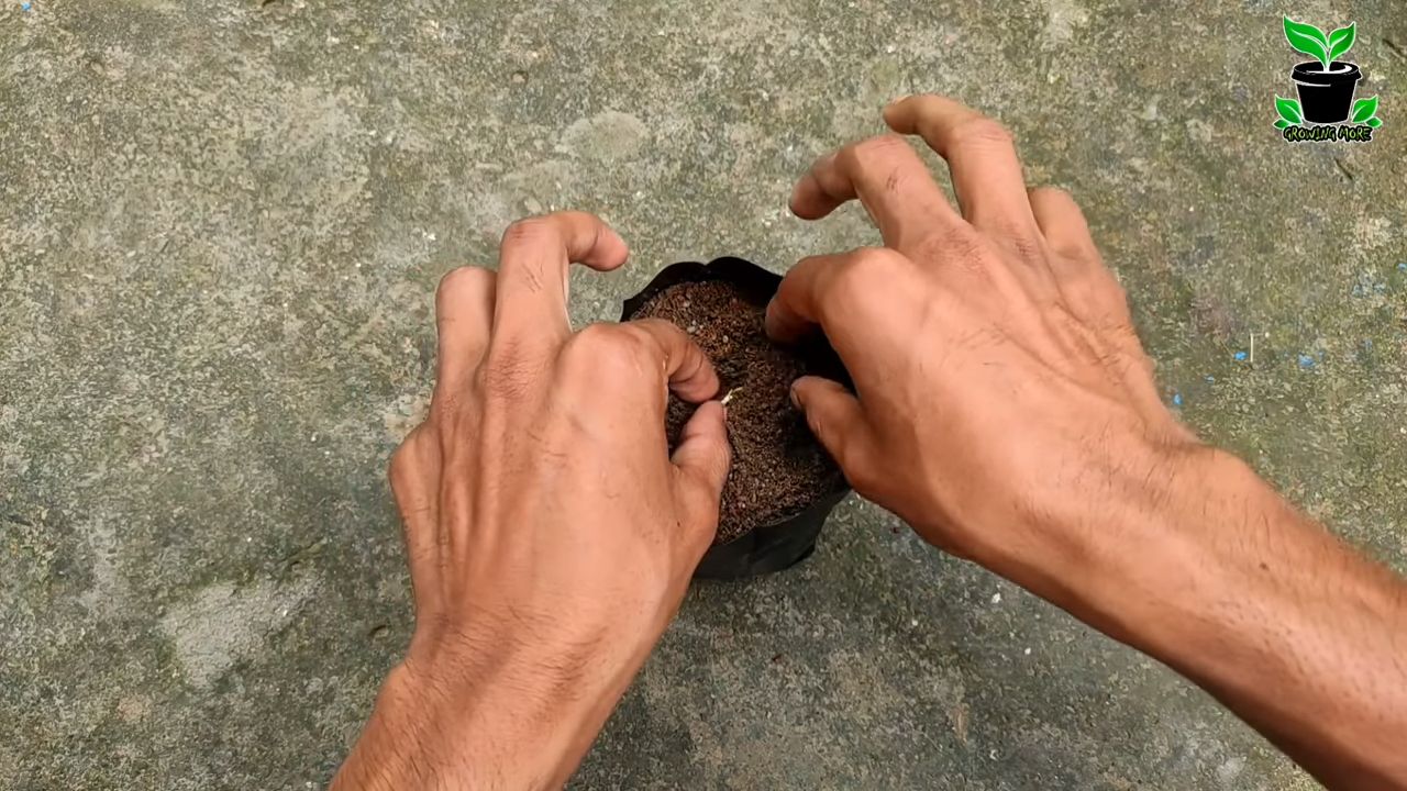 Growing peaches at home