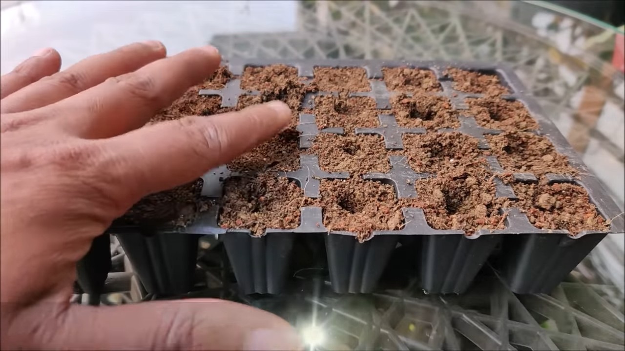 Growing Celery at Home