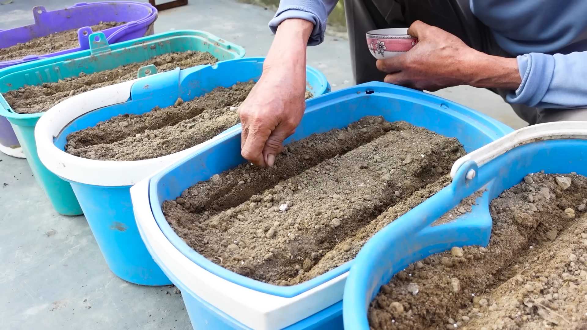 Grow Carrots at Home