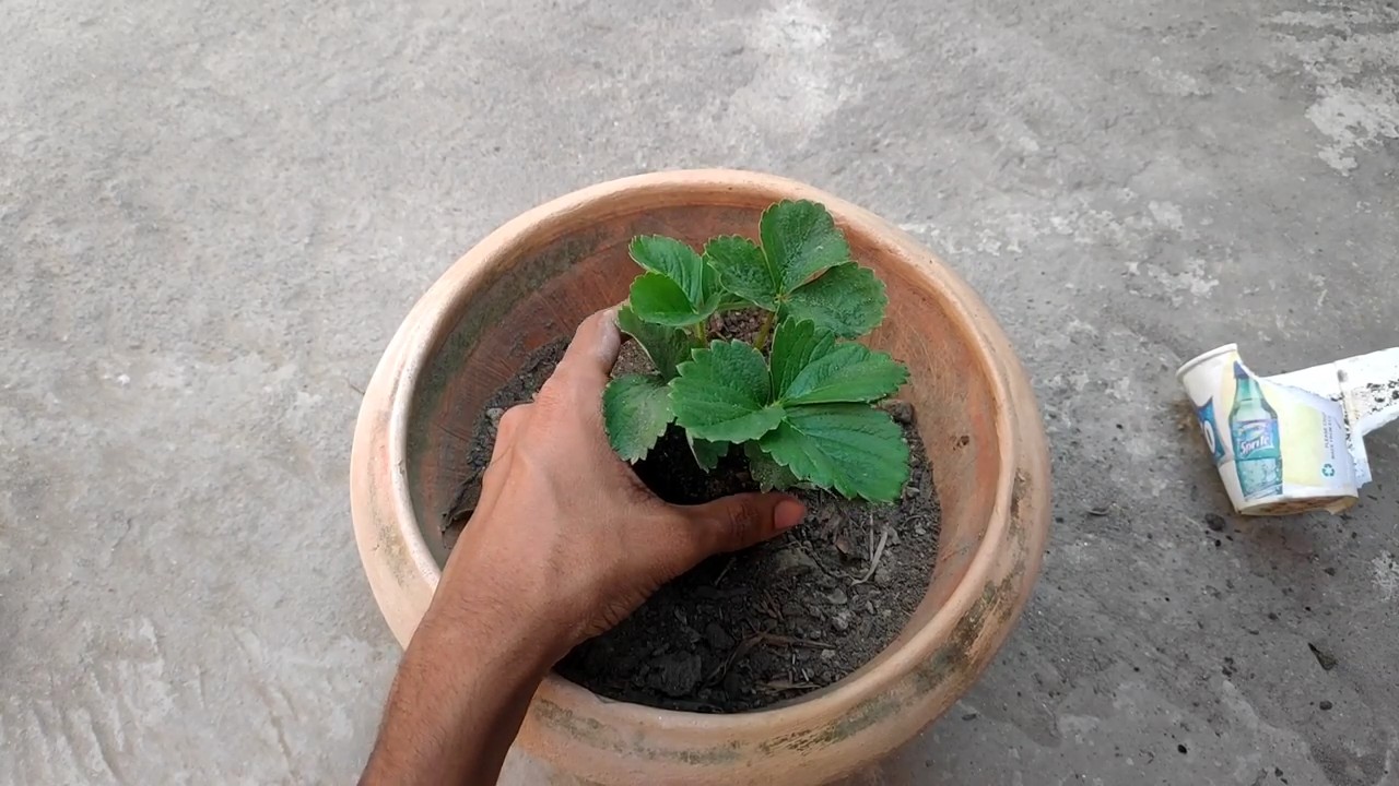 Growing Strawberries Indoors