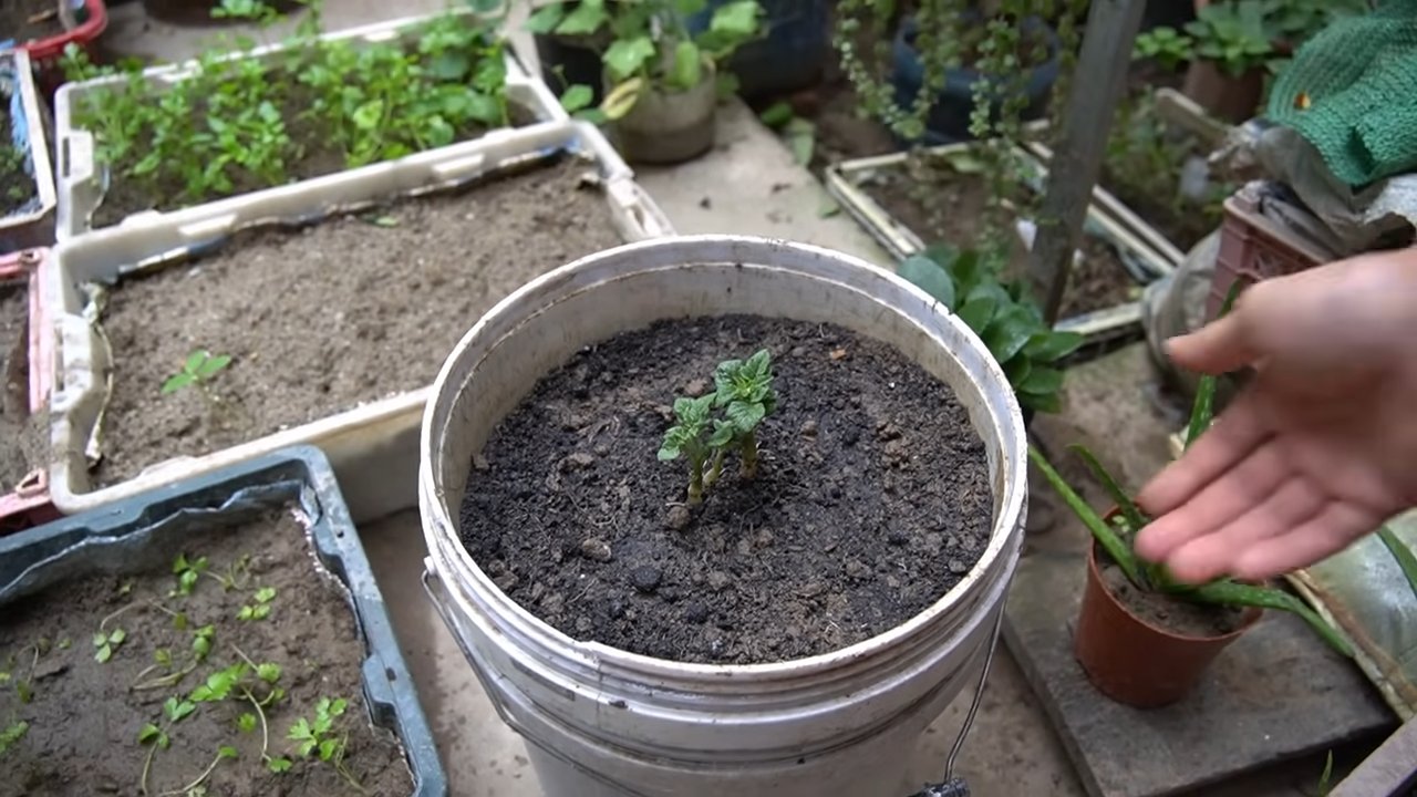 Potato and Pepper Growing Trick