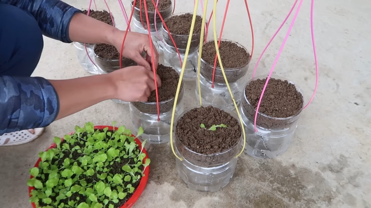 Hanging lettuce no water grow