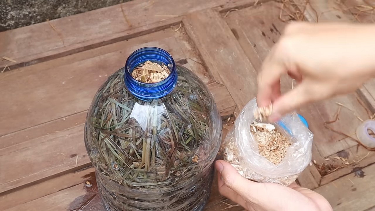 Mushroom growing in plastic bottles