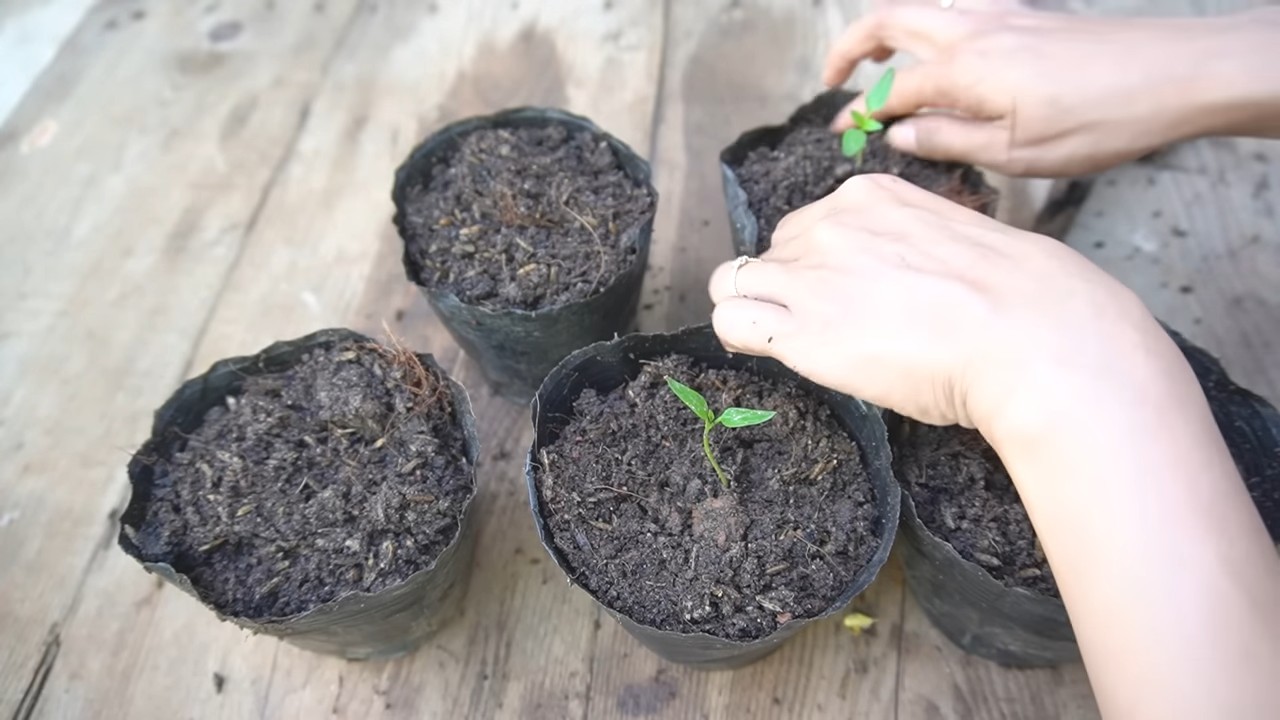 Growing bell peppers indoors
