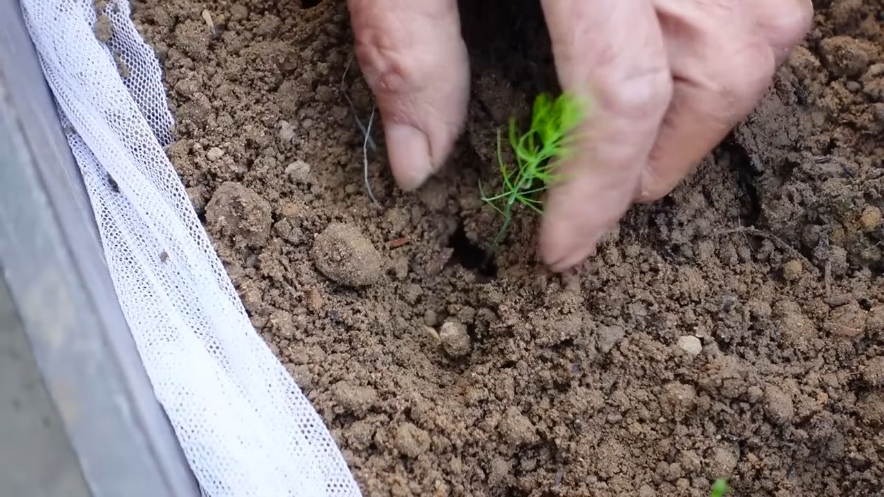 Grow Asparagus at Home