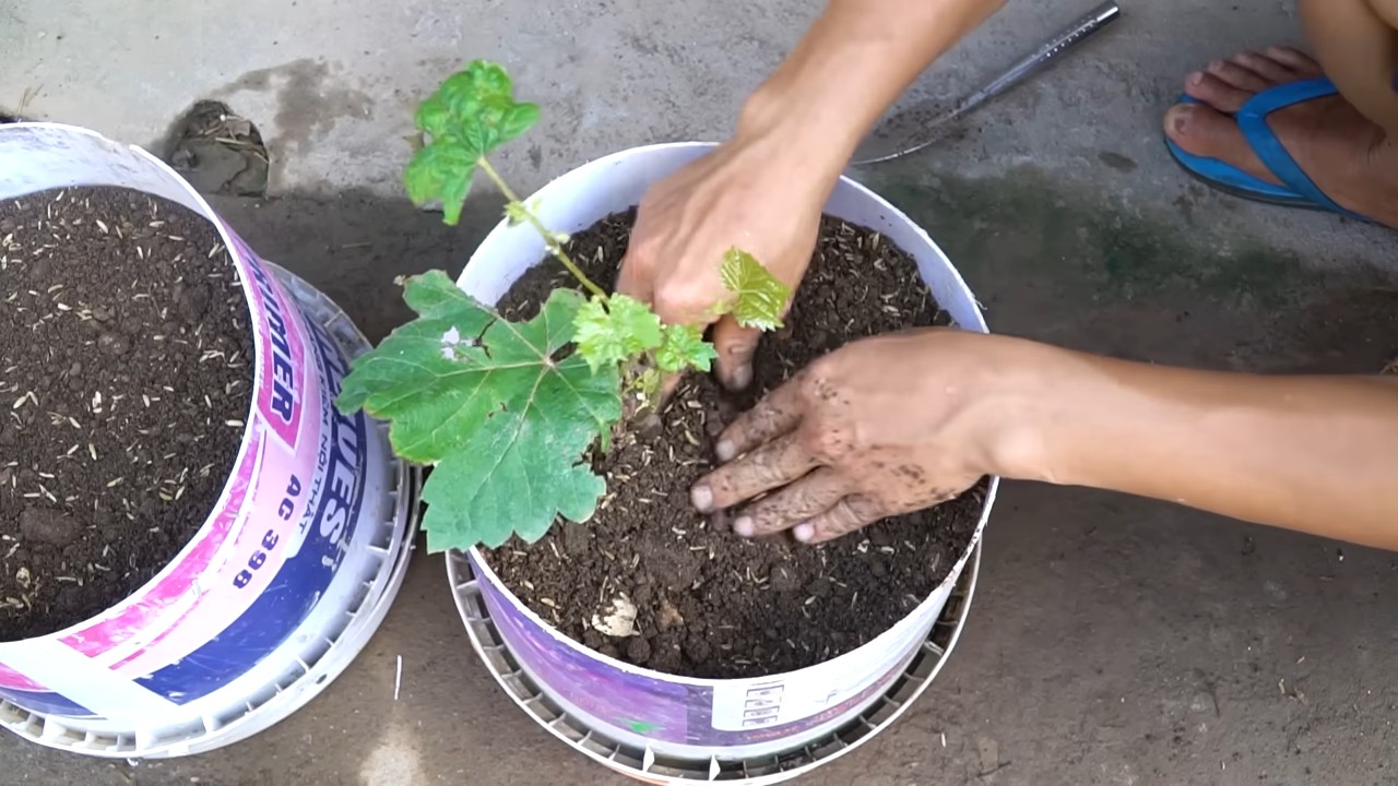 Growing Grapes Year Round