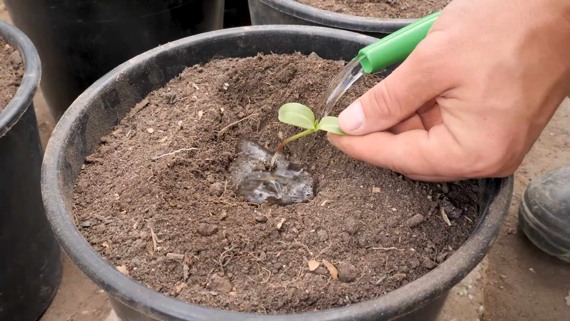 Growing sunflowers in containers