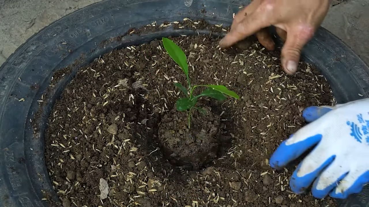 Grow Lemons Indoors
