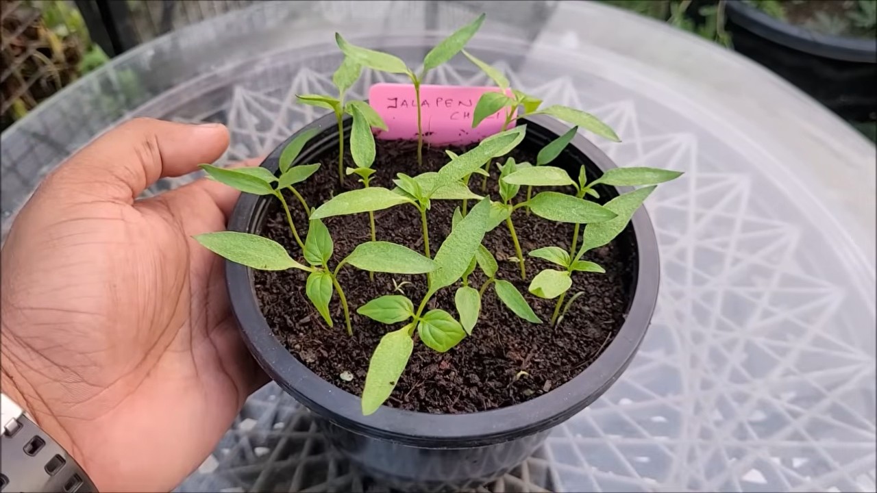 Grow Jalapeno Peppers Easily