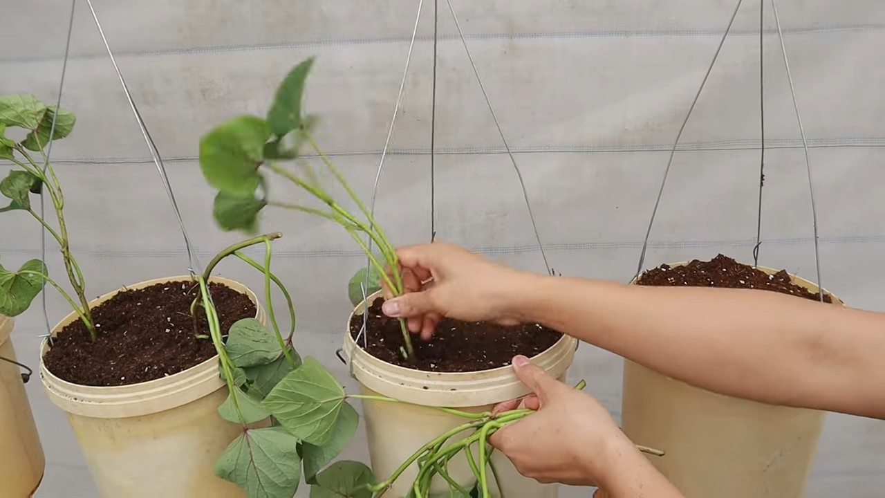 Hanging sweet potato planting