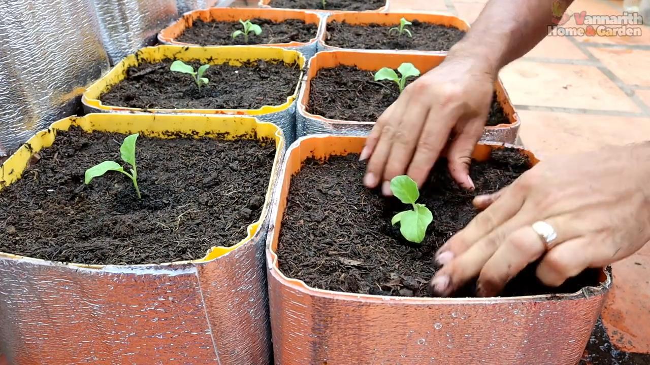 Growing eggplants at home