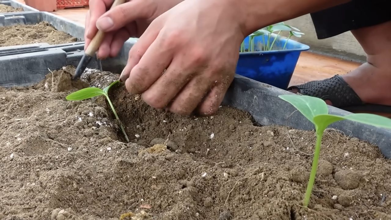 Grow Cucumbers Indoors Easily