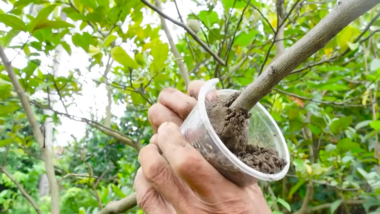 Grow lemons at home