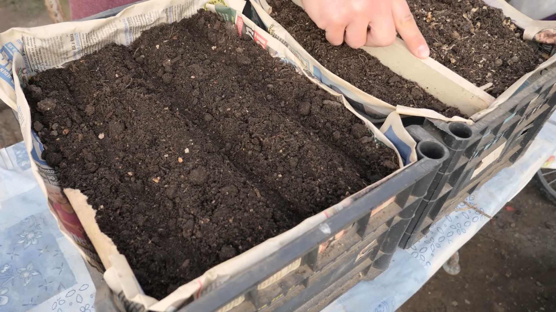 Growing Carrots in Veg Boxes