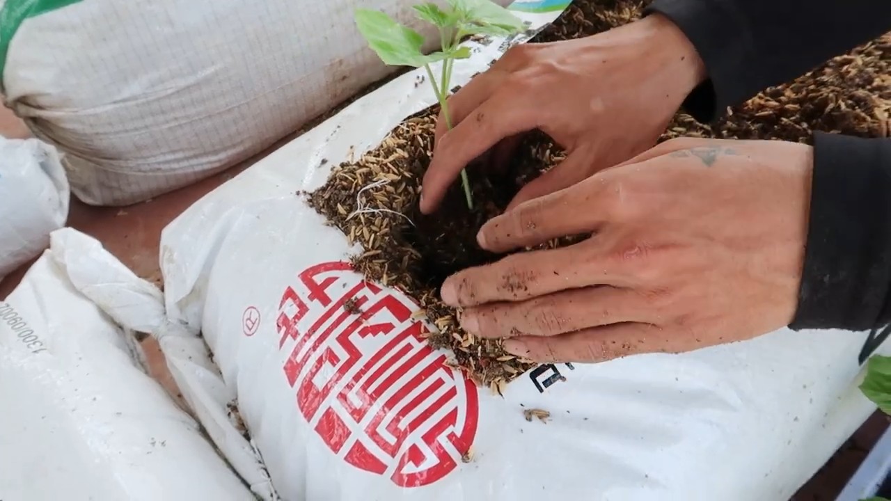 Growing bitter melon sacks