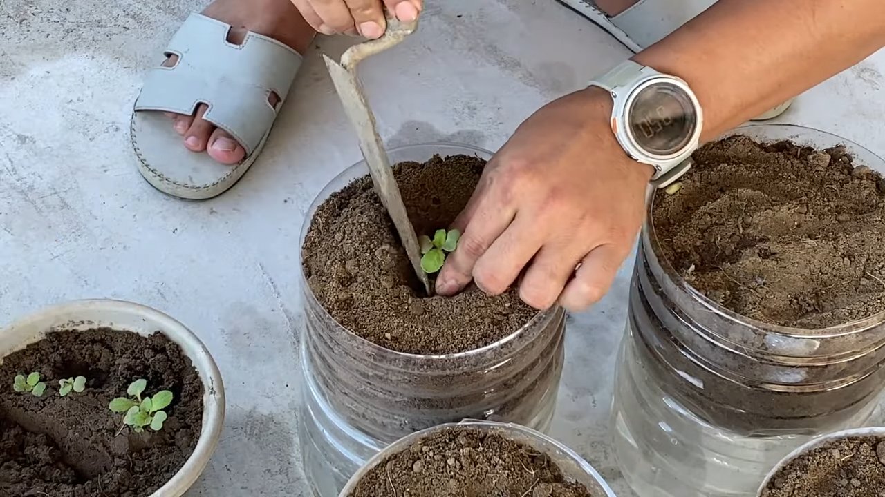 Growing Giant Mustard Greens