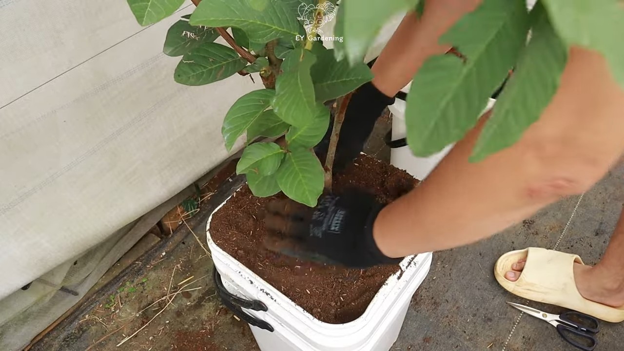 Terrace guava tree planting