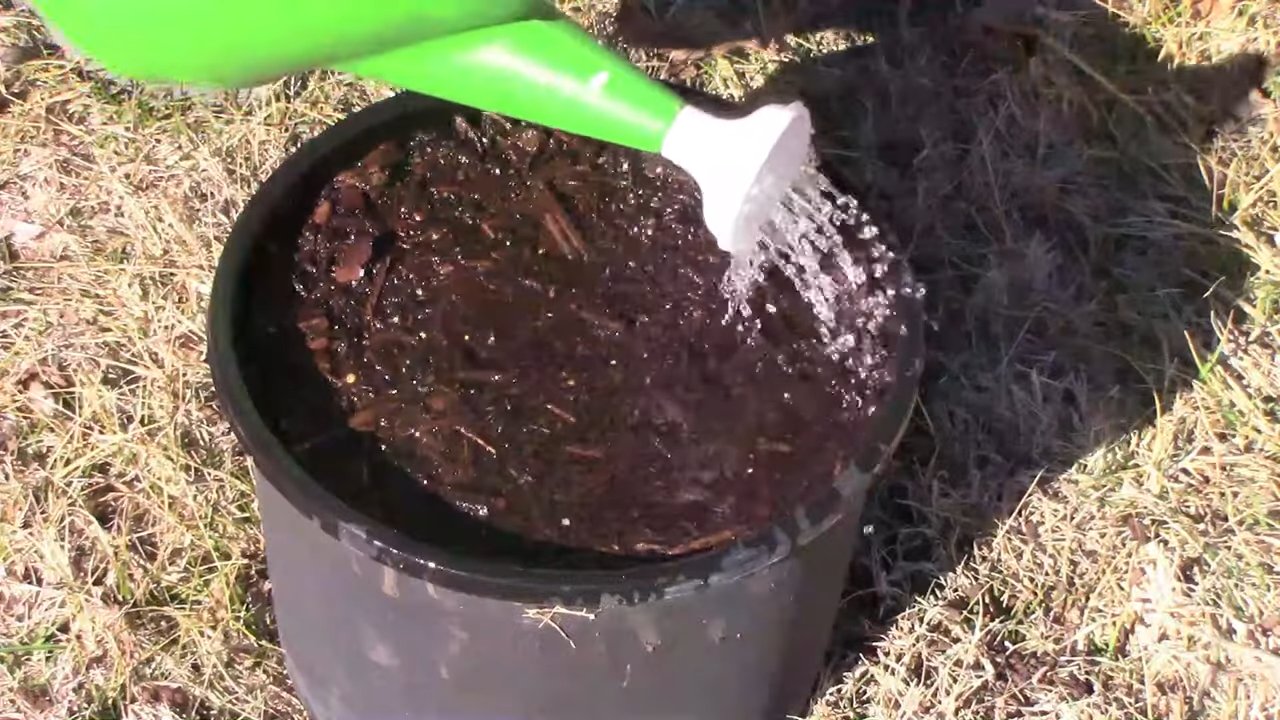 Growing peas indoors