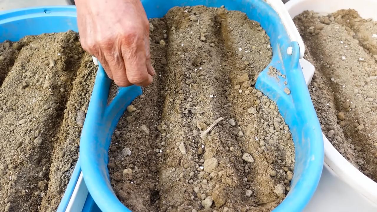 Grow Carrots Kitchen Gardening