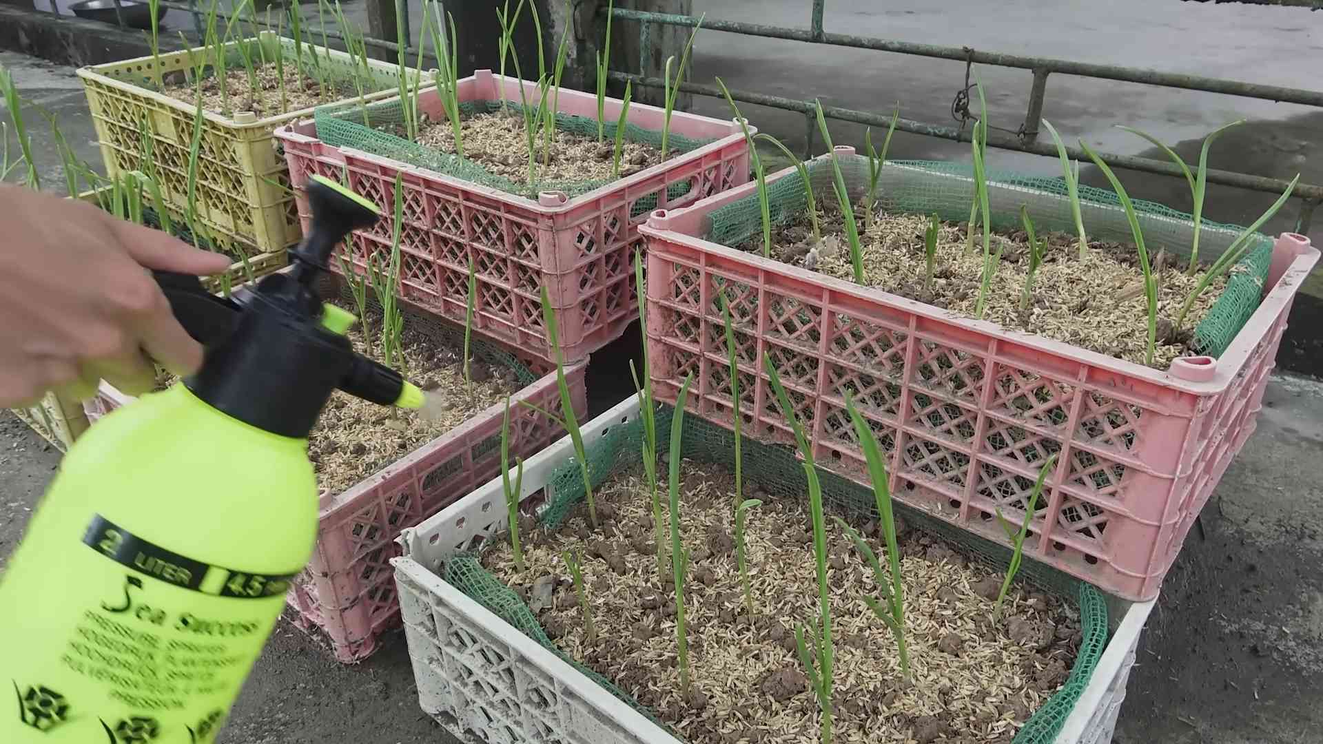 Growing garlic in water