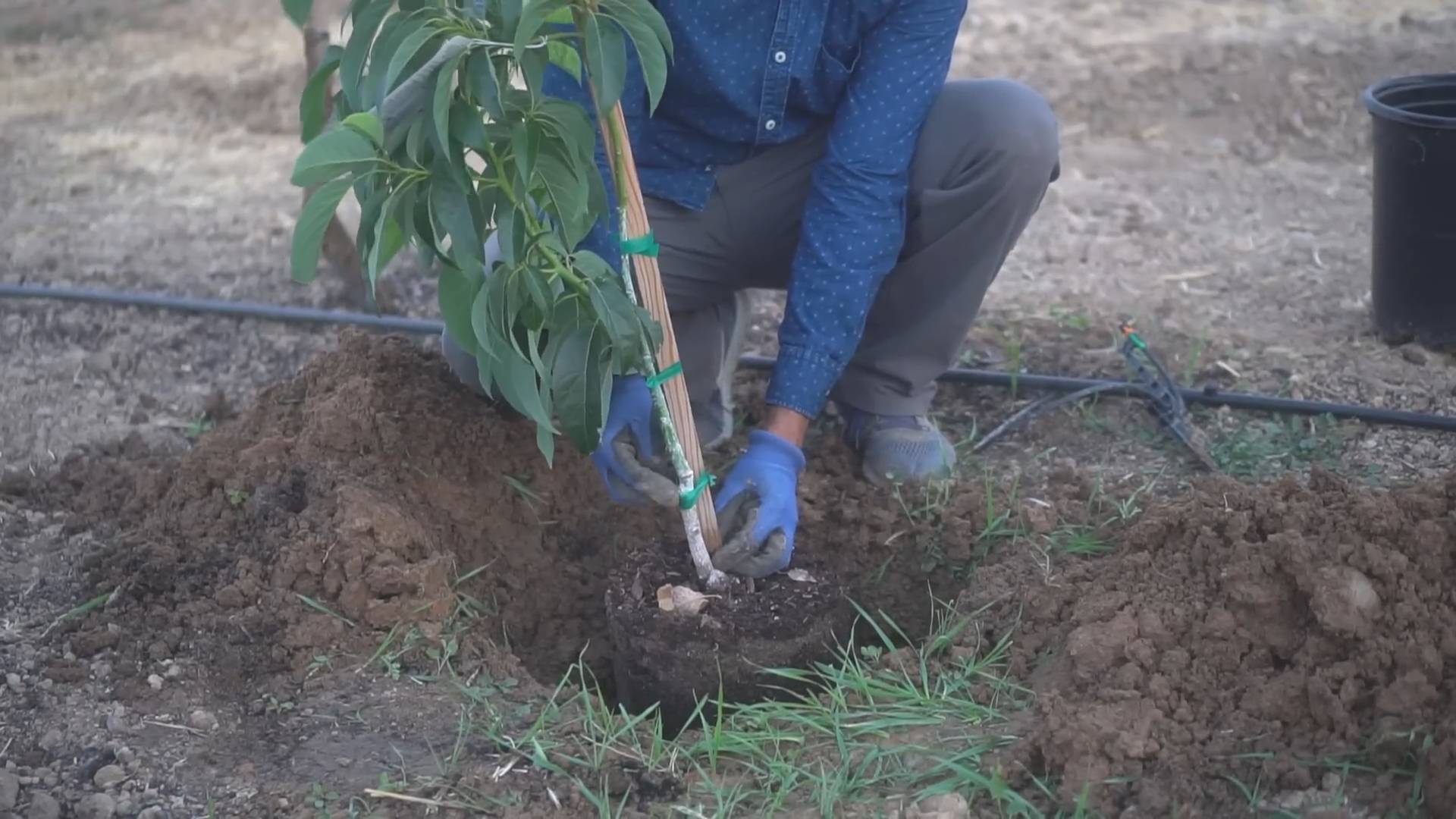Grow Avocados at Home