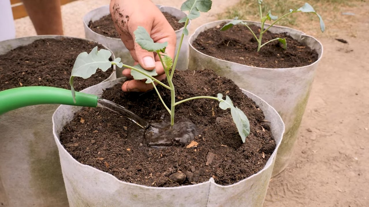 Growing Broccoli from Seed