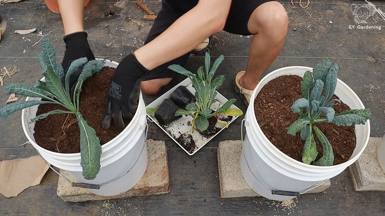 Rooftop kale growing tips