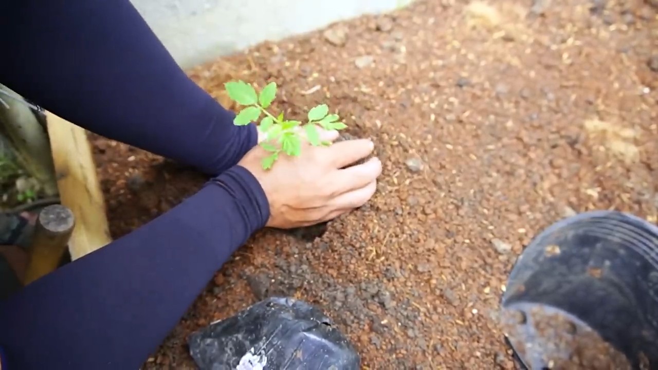 Growing Grape Tomatoes at Home