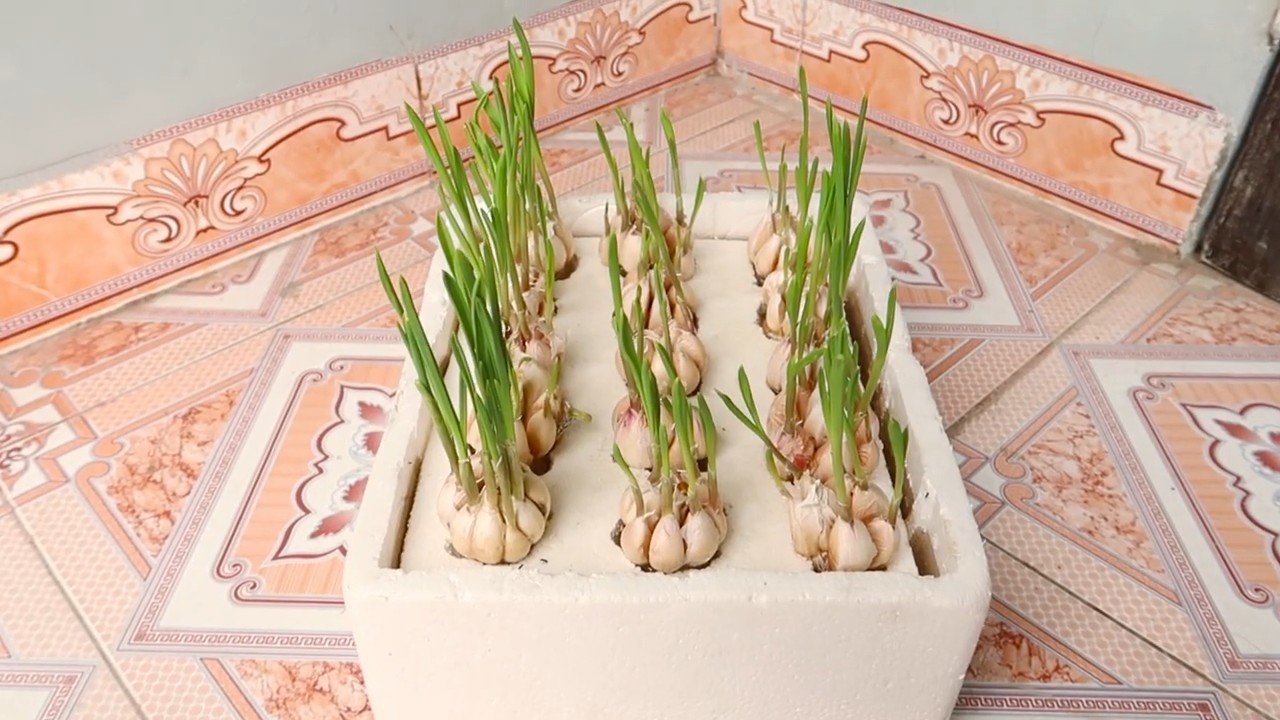 Growing Garlic Indoors