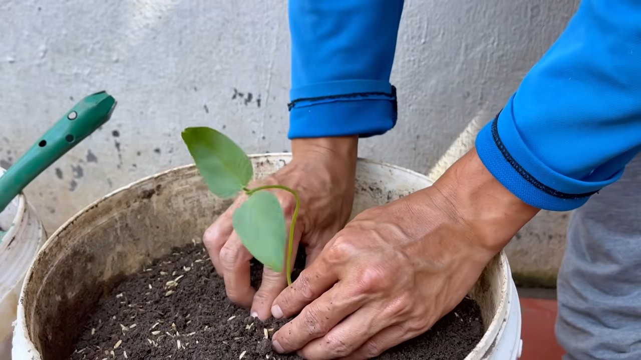 Grow Long Beans Small Space