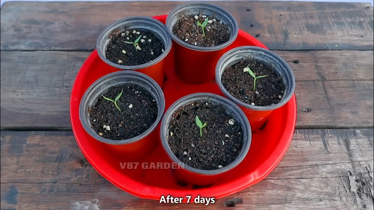 Container chili pepper growing