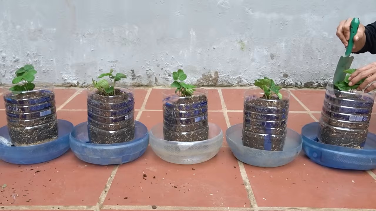 Monthly Strawberry Harvest