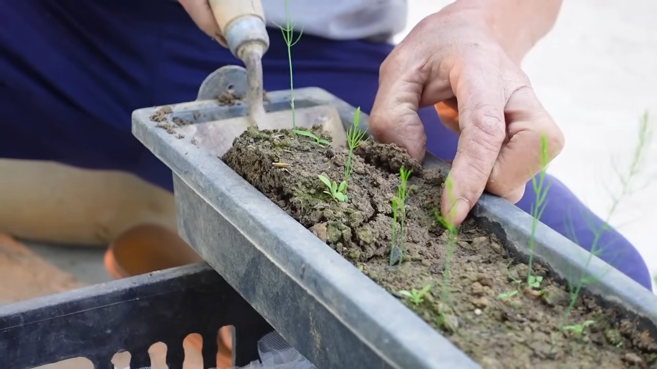 Asparagus continuous harvest plan
