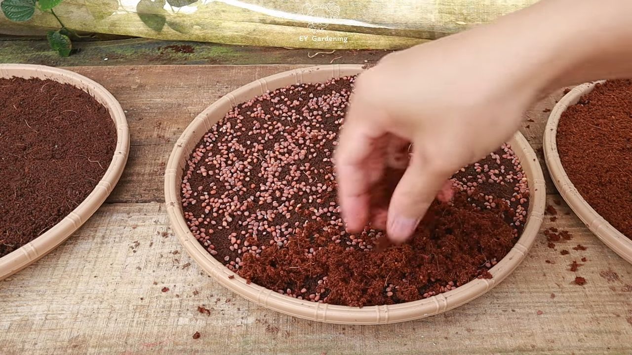 Indoor Sprout Growing System