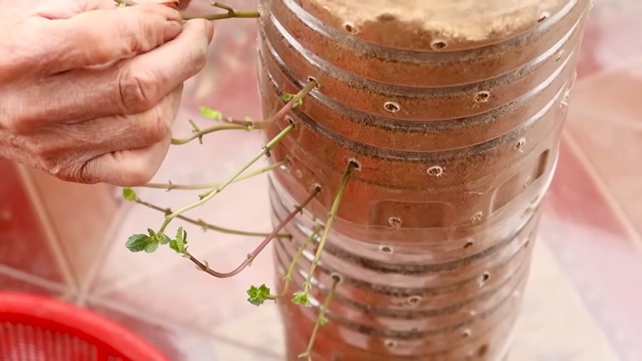 Daily Herb Harvesting Routine