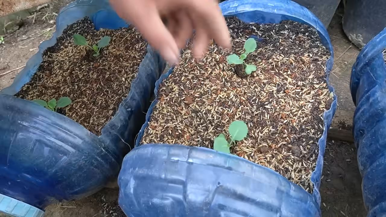 Grow broccoli at home