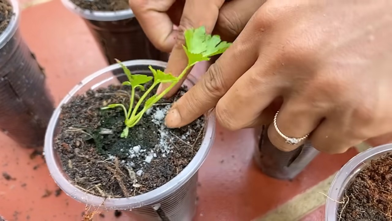 No Water Celery Trick
