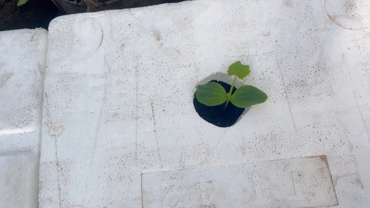 Easy Zucchini Growing Method