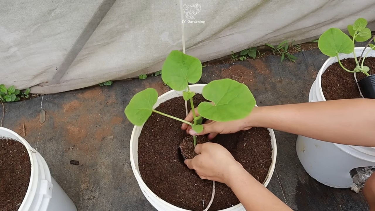 Hanging Sweet Melon Growing