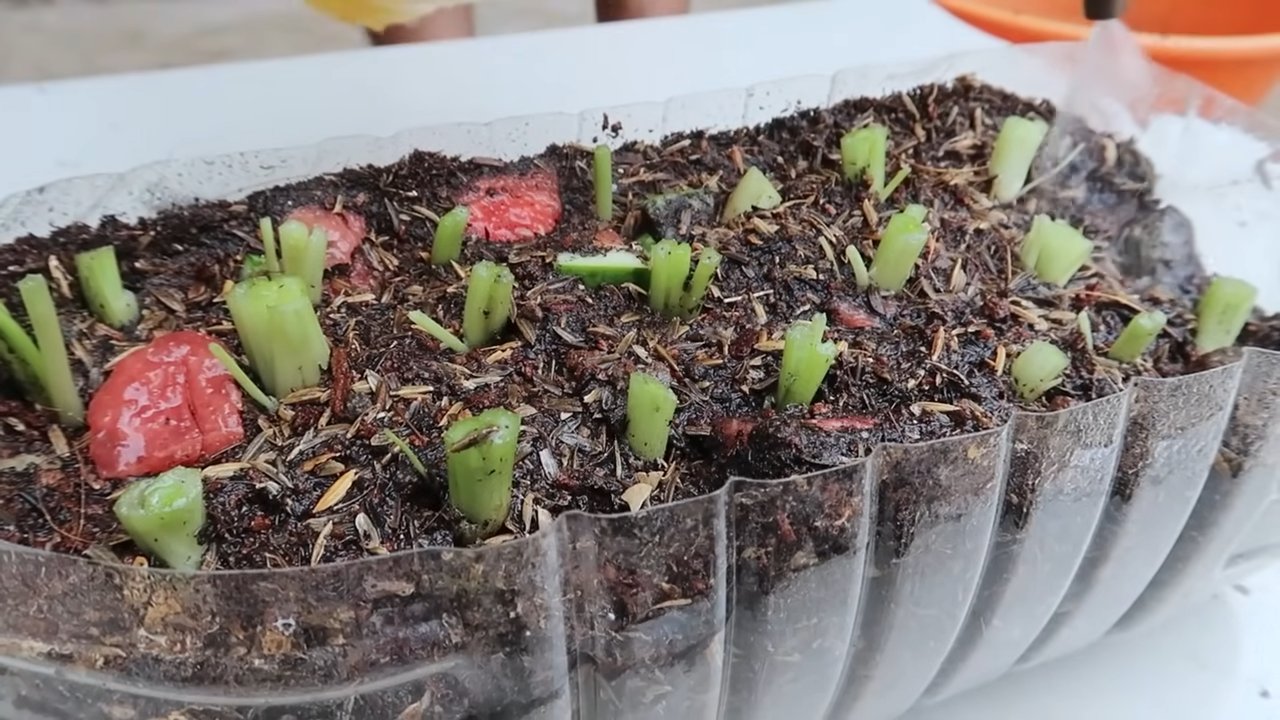 Grow Celery Fast Backyard