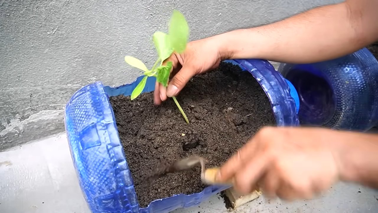Grow Huge Pumpkins Recycled