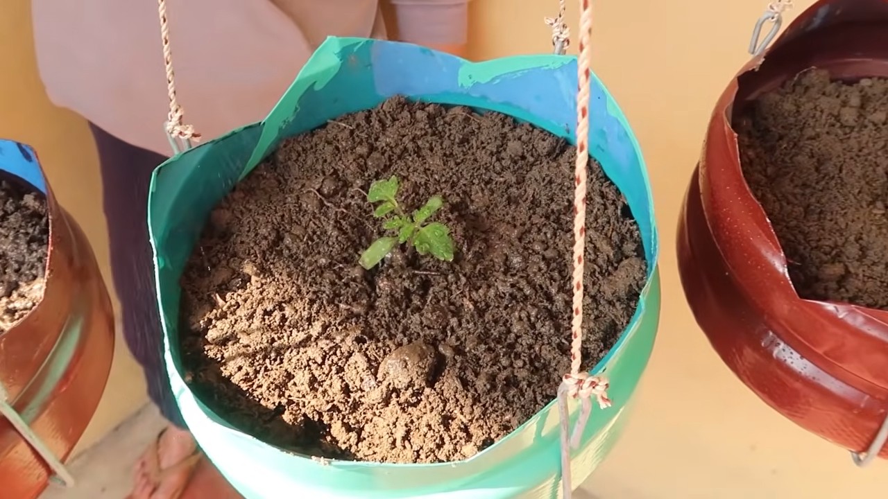 Easy tomato growing tips