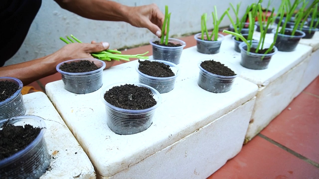 Water spinach no watering